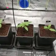 Sweetopia -Paradise Seeds-