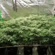 Sweetopia -Paradise Seeds-