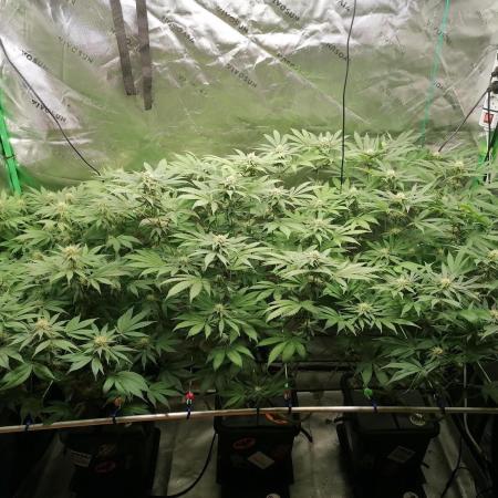 Sweetopia -Paradise Seeds-