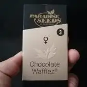 Chocolate Wafflez - Paradise Seeds -