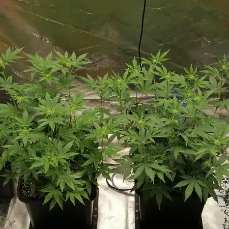 (Dutch Passion Contest) Orange Bud 2.0