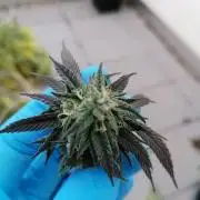 Sweet Berry's