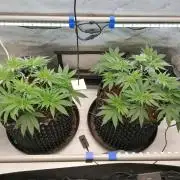 Die nächste Kirsche