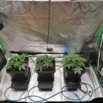 Nectar Drip (Zamnesia&TICAL)