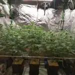 Nectar Drip (Zamnesia&TICAL)