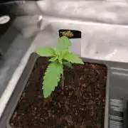 Chocolate Wafflez - Paradise Seeds -