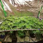 Sweetopia -Paradise Seeds-