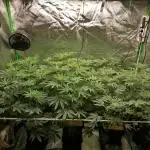 Nectar Drip (Zamnesia&TICAL)