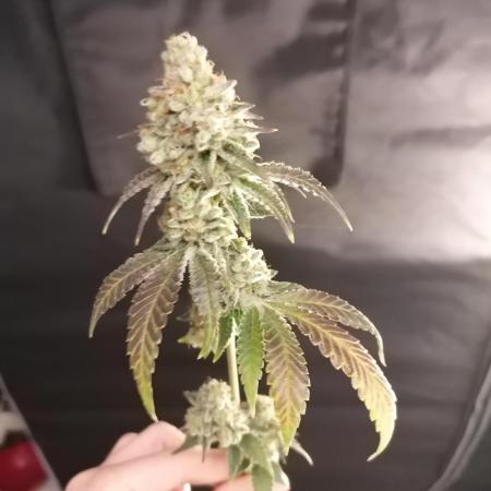 (Dutch Passion Contest) Orange Bud 2.0