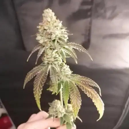 (Dutch Passion Contest) Orange Bud 2.0