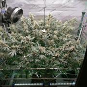 Sweet Berry's