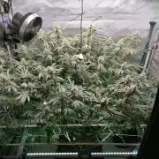 Sweet Berry's