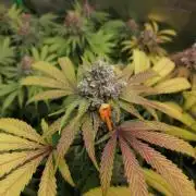 Sweetopia -Paradise Seeds-