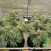 Die nächste Kirsche