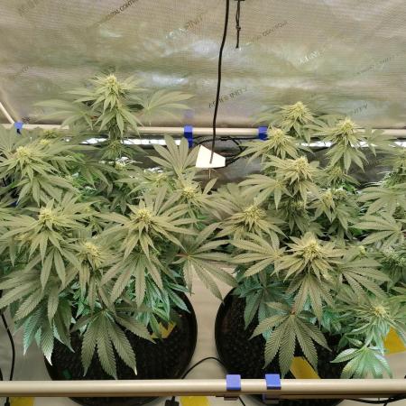 Die nächste Kirsche