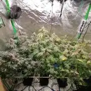 Nectar Drip (Zamnesia&TICAL)