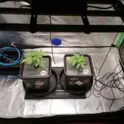 Chocolate Wafflez - Paradise Seeds -