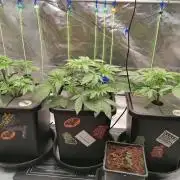 Sweetopia -Paradise Seeds-