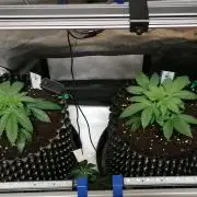 Die nächste Kirsche