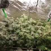 Nectar Drip (Zamnesia&TICAL)