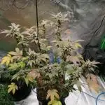 (Dutch Passion Contest) Orange Bud 2.0