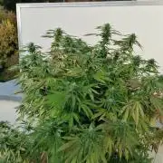 Sweet Berry's