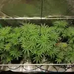 Nectar Drip (Zamnesia&TICAL)