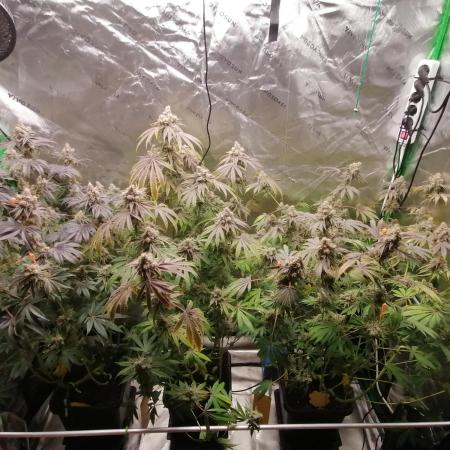 Nectar Drip (Zamnesia&TICAL)