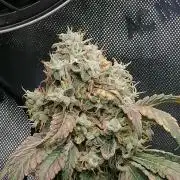Sweet Berry's