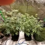 (Dutch Passion Contest) Orange Bud 2.0