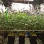 Nectar Drip (Zamnesia&TICAL)