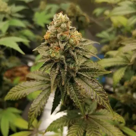 (Dutch Passion Contest) Orange Bud 2.0