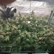 Sweet Berry's
