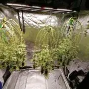 Sweetopia -Paradise Seeds-