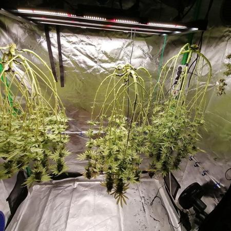Sweetopia -Paradise Seeds-