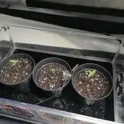 Die nächste Kirsche