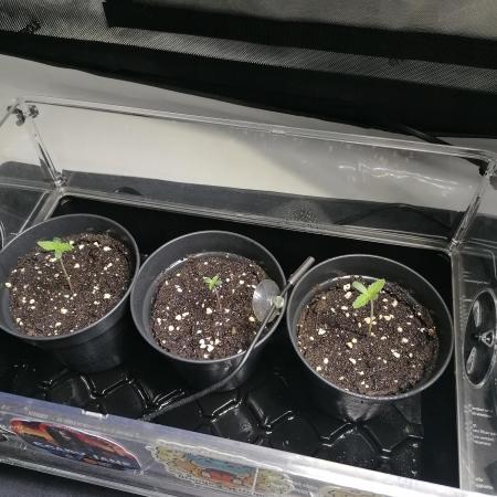 Die nächste Kirsche