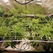 Chocolate Wafflez - Paradise Seeds -