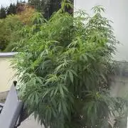 Sweet Berry's