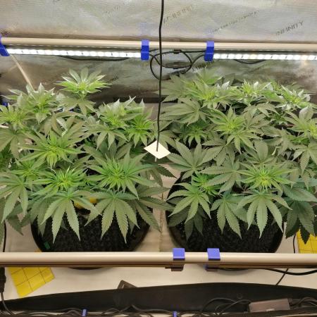 Die nächste Kirsche