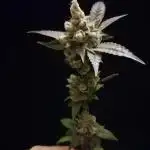(Dutch Passion Contest) Orange Bud 2.0