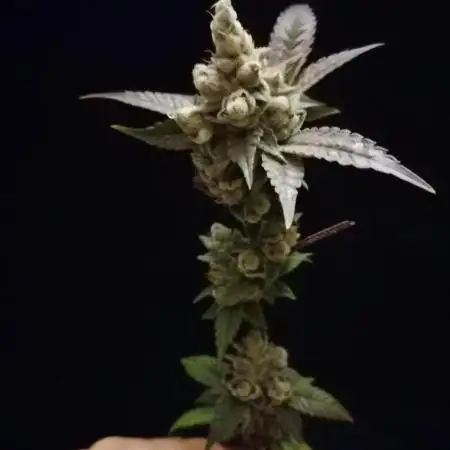 (Dutch Passion Contest) Orange Bud 2.0