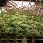 Nectar Drip (Zamnesia&TICAL)