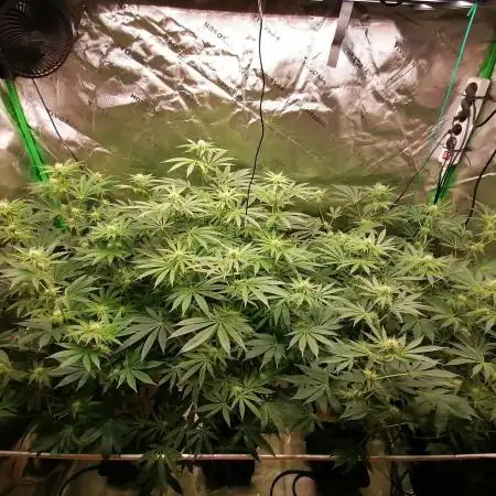 Nectar Drip (Zamnesia&TICAL)