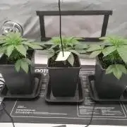 Die nächste Kirsche