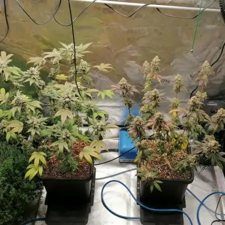 (Dutch Passion Contest) Orange Bud 2.0