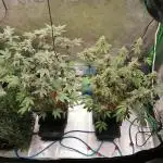 (Dutch Passion Contest) Orange Bud 2.0