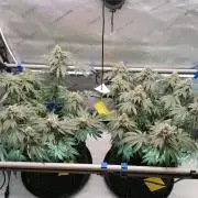 Die nächste Kirsche