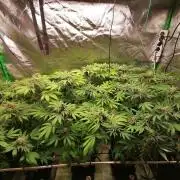 Sweetopia -Paradise Seeds-