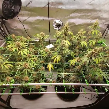 Vanilla Frosting Scrog